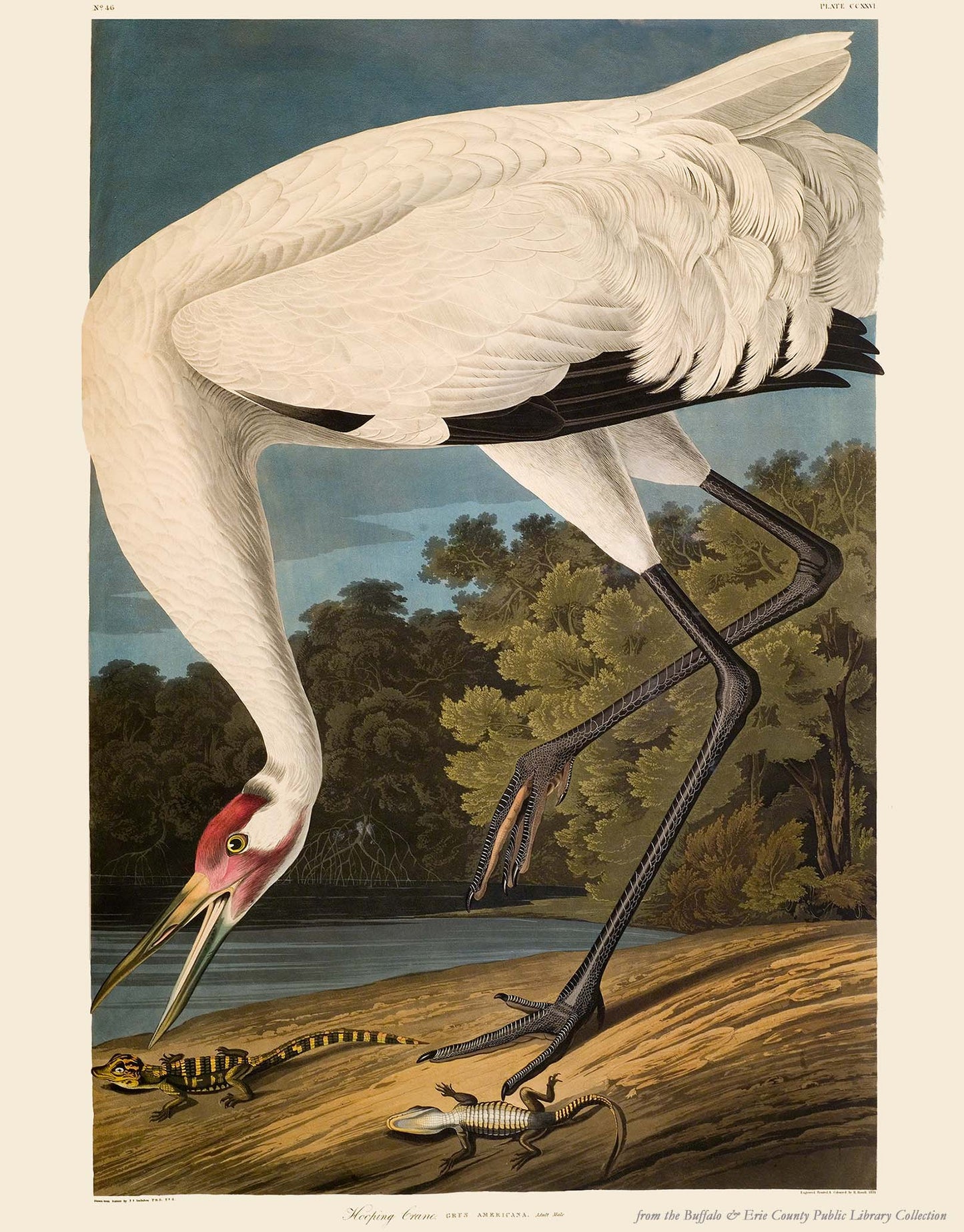 Audubon's Birds: Hooping Crane