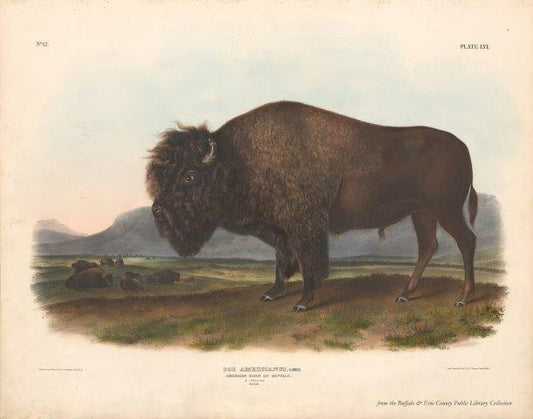 Audubon's Quadrupeds: American Bison (Buffalo)