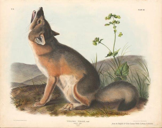 Audubon's Quadrupeds: Swift Fox
