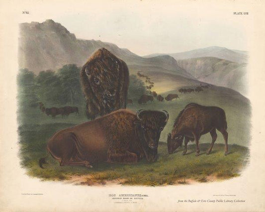 Audubon's Quadrupeds: Bison (Buffalo) Family