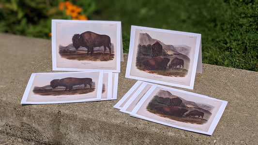 Audubon's Quadrupeds: Notecards (American Bison)
